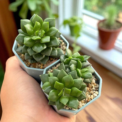 Colorful Trailing Succulent: Easy Care Indoor Houseplant