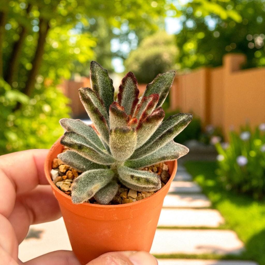 Fuzzy Bunny Ear Succulent: Live Indoor Plant, Easy Care Decor