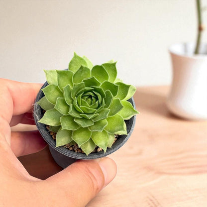 Rosette Succulent Plant: Colorful Indoor Garden Accent, Easy Care