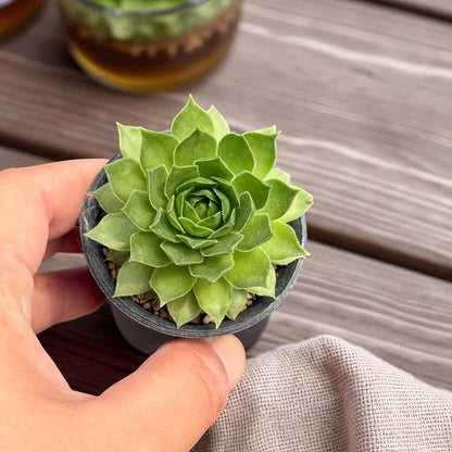 Rosette Succulent Plant: Colorful Indoor Garden Accent, Easy Care