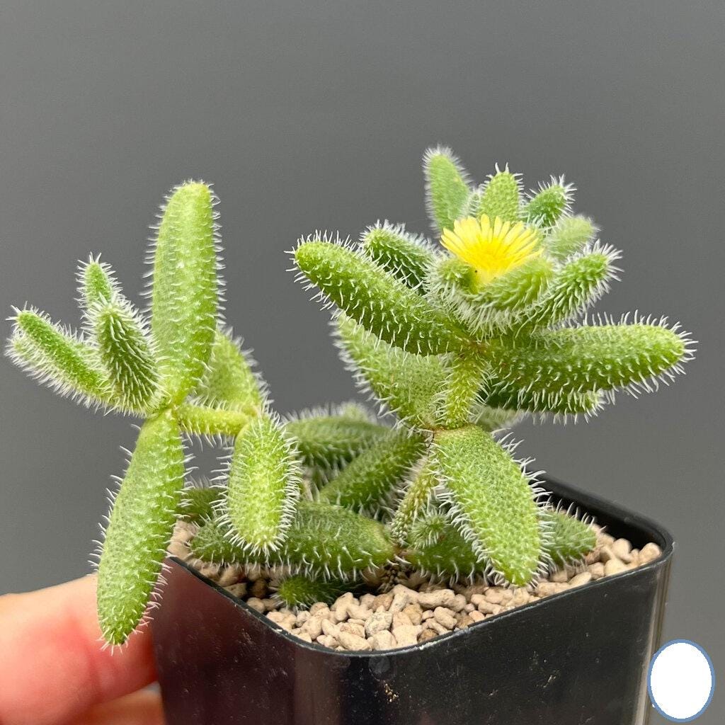 2 Snowflake Succulent Plants: Fuzzy Leaf Indoor Houseplant