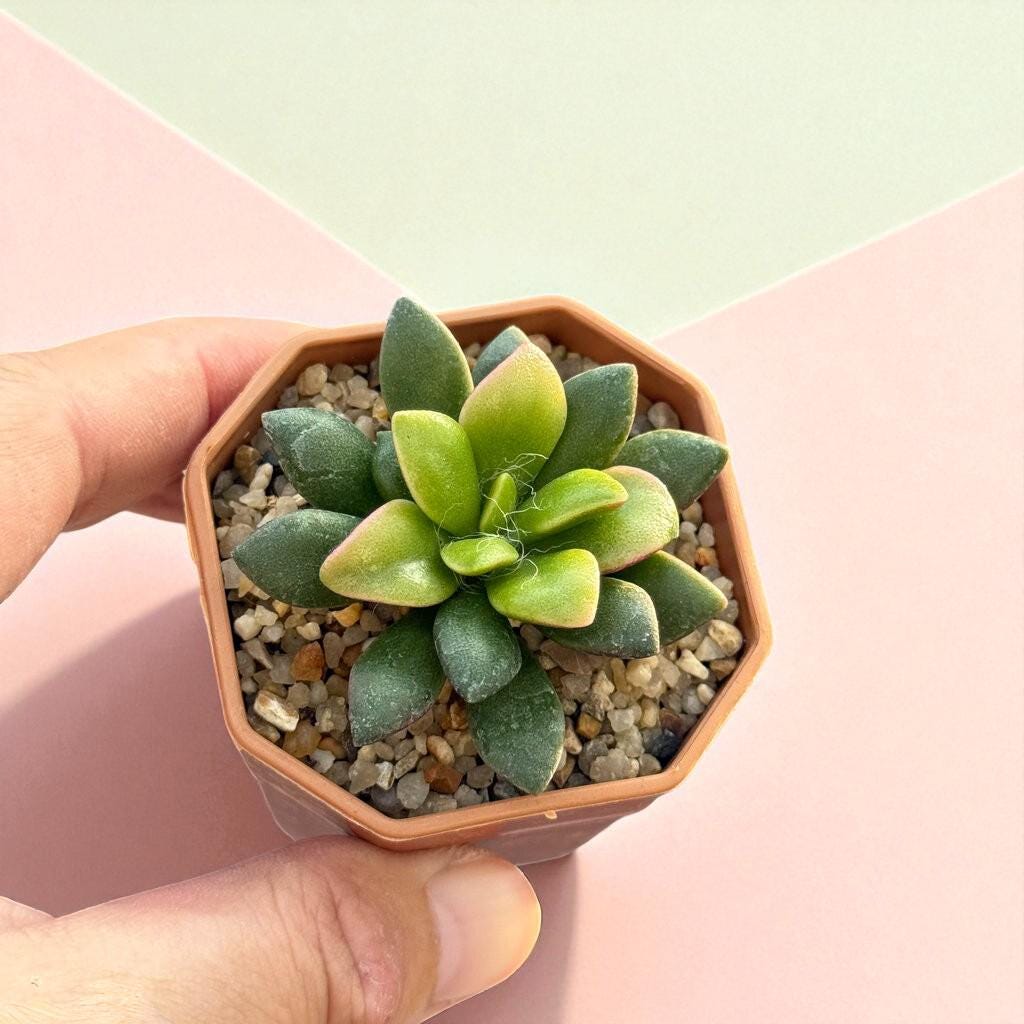 Trailing Rosette Succulent: Pink-Tinted Indoor Plant, Easy Care