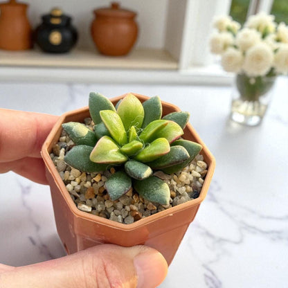 Trailing Rosette Succulent: Pink-Tinted Indoor Plant, Easy Care