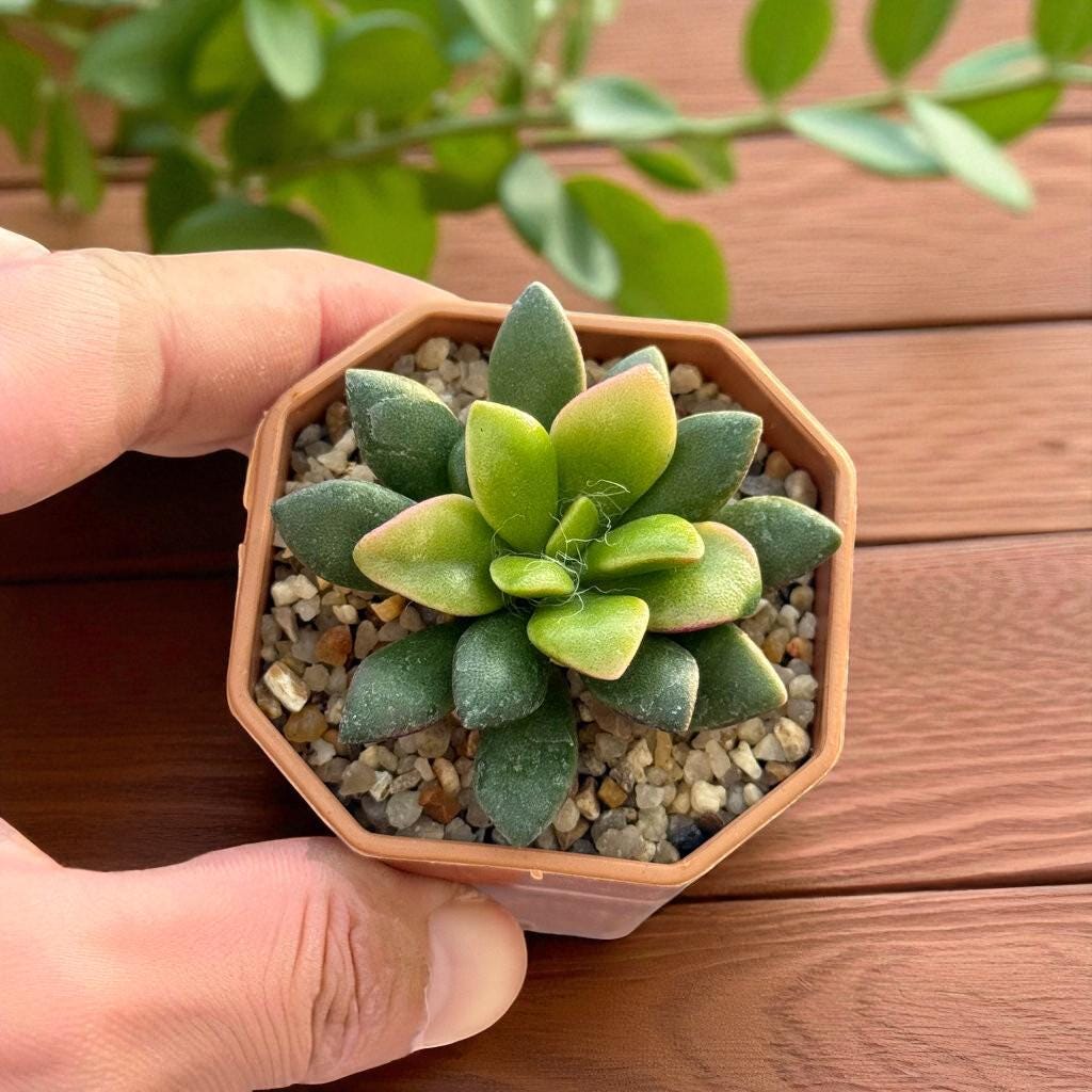 Trailing Rosette Succulent: Pink-Tinted Indoor Plant, Easy Care