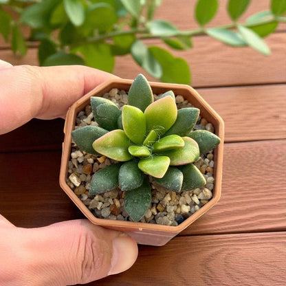 Trailing Rosette Succulent: Pink-Tinted Indoor Plant, Easy Care