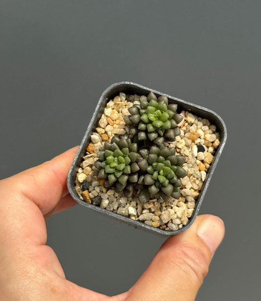 Close-up detail — Black Rose Decorative Balls: Gothic Home Decor Accent | Cacti Nest