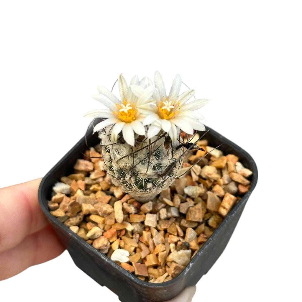 Mini Spiny Button Cactus: Easy Care Indoor Desert Plant