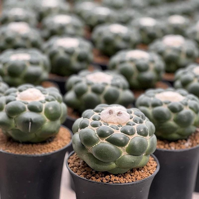 thornless elephant cactus live plant in small nursery pots, easy care indoor potted desert succulent