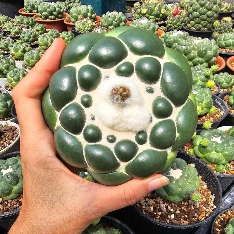 thornless elephant cactus live plant in pot, easy care indoor desert succulent, close-up of green cactus in hand
