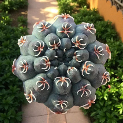 Alt Tag: live spider cactus bare root close-up, easy care desert cactus with star-shaped spines, 3.5-5 cm indoor plant gift