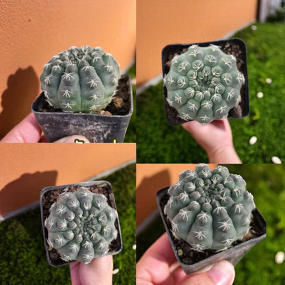 Alt Tag: live spider cactus bare root in small nursery pot, easy care desert plant, close-up of green cactus with white star spines