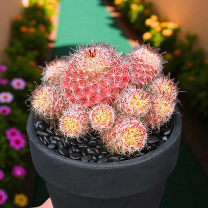 Red Namaru Spider Cactus easy care desk plant in black pot, vibrant red spines, low maintenance indoor cactus gift