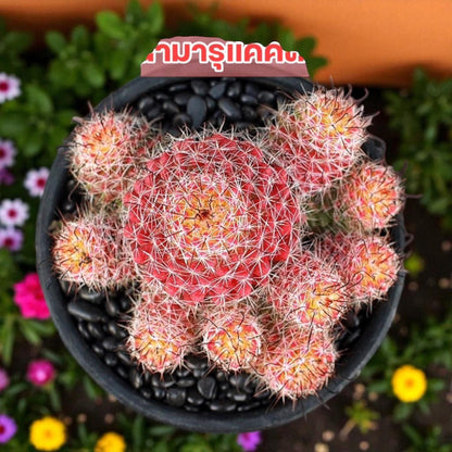 Red Namaru Spider Cactus easy care desk plant in black pot with red cactus rosette and offsets, top view