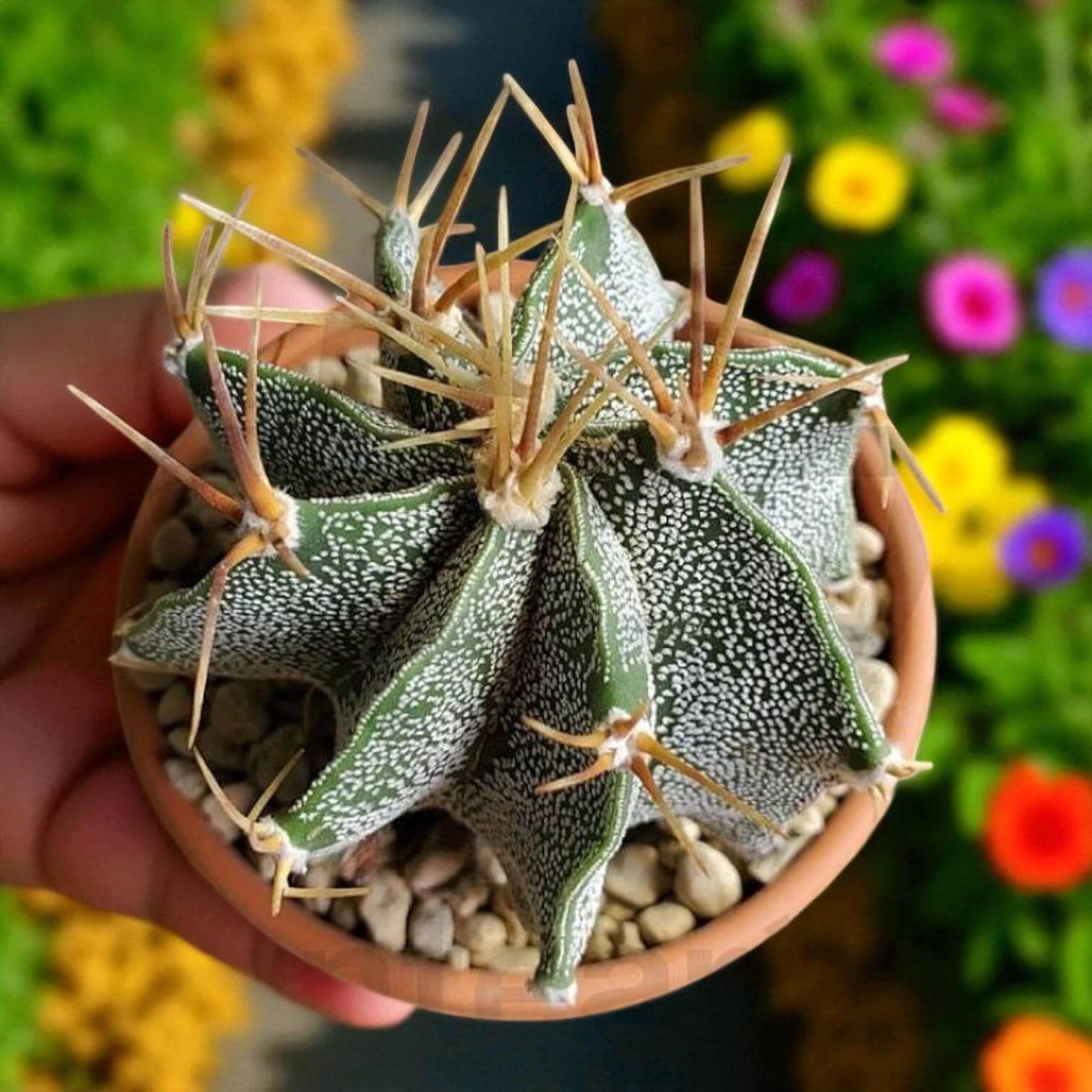 live Astrophytum ornatum cactus indoor plant in small pot, star-pattern ornamental cactus with spines, easy-care houseplant