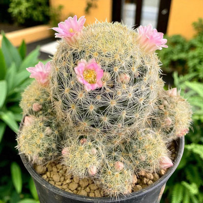 Cluster Cactus Plant: Live Indoor Succulent, Easy Care Home Decor