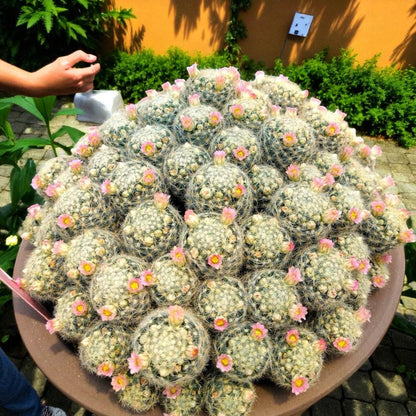 Cluster Cactus Plant: Live Indoor Succulent, Easy Care Home Decor