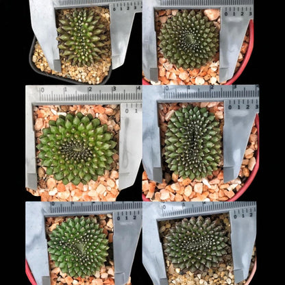 Alt Tag: 2 variegated cactus plants indoor succulent gift in small pots with gravel top dressing, easy care indoor cactus set