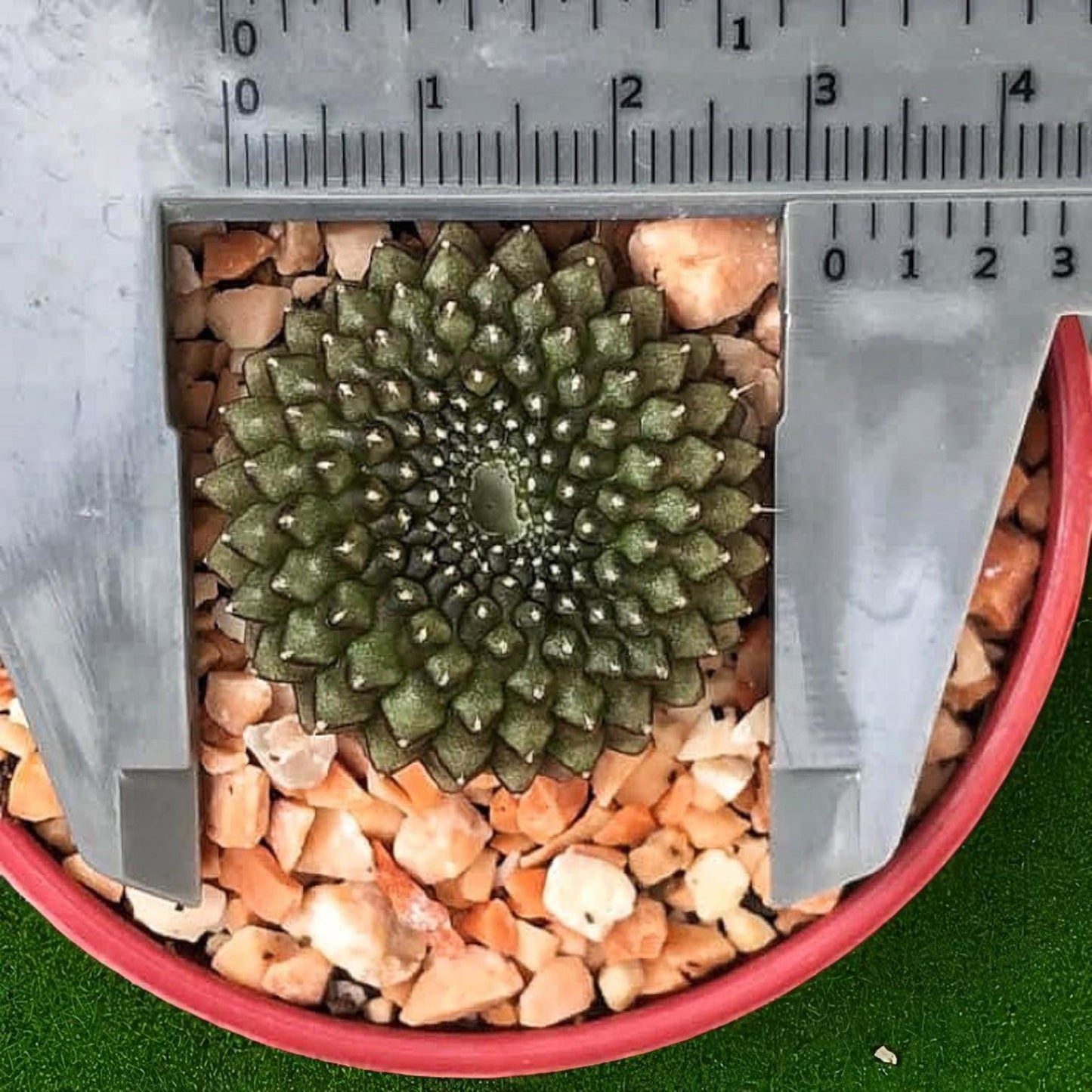 Alt Tag: 2 variegated cactus plants indoor succulent gift measured in pot with caliper, easy care indoor succulent