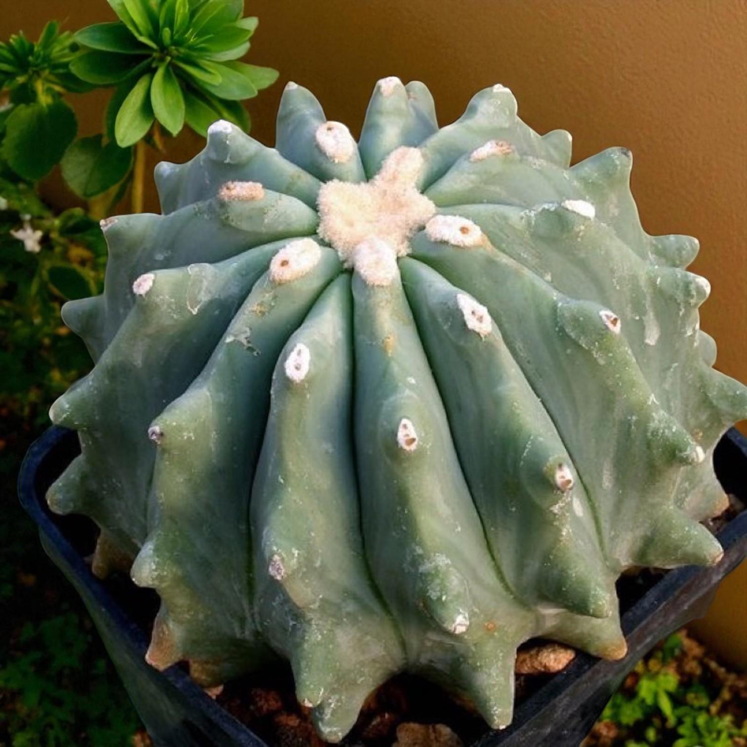 Thornless round cactus indoor succulent in pot, smooth ribbed green cactus for easy-care desk or windowsill décor