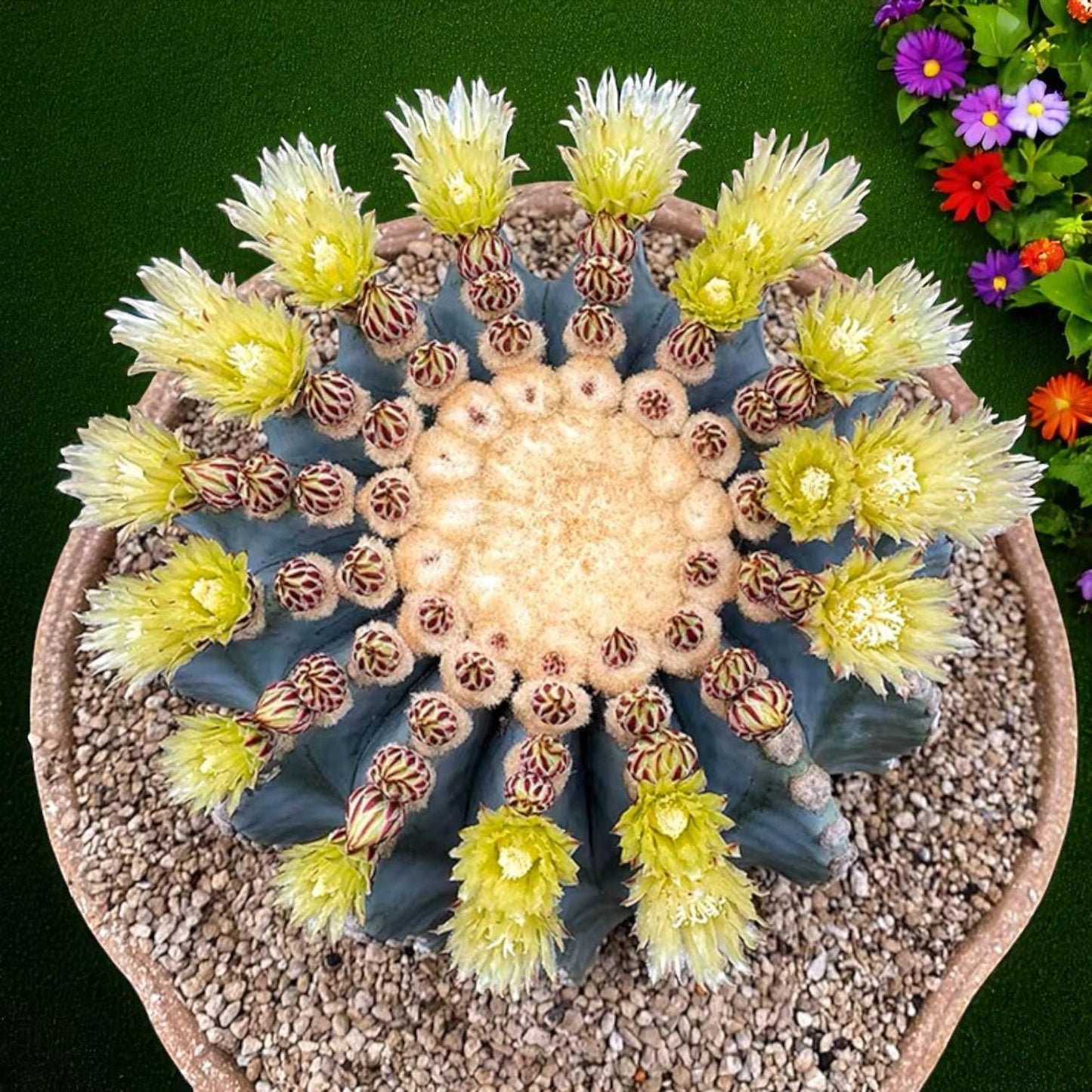 thornless round cactus indoor succulent in pot, top view with yellow blooms, easy care smooth round cactus for desk or windowsill