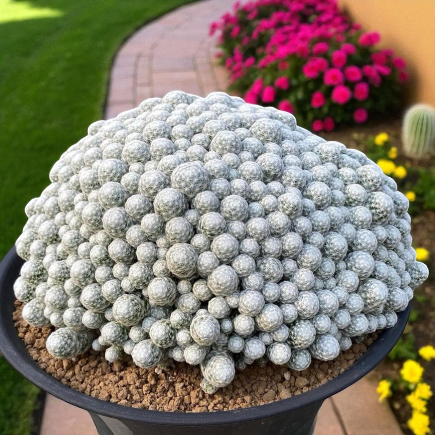 Golf Ball Cactus: Small Potted Indoor Succulent
