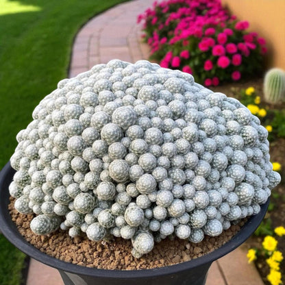 Golf Ball Cactus: Small Potted Indoor Succulent