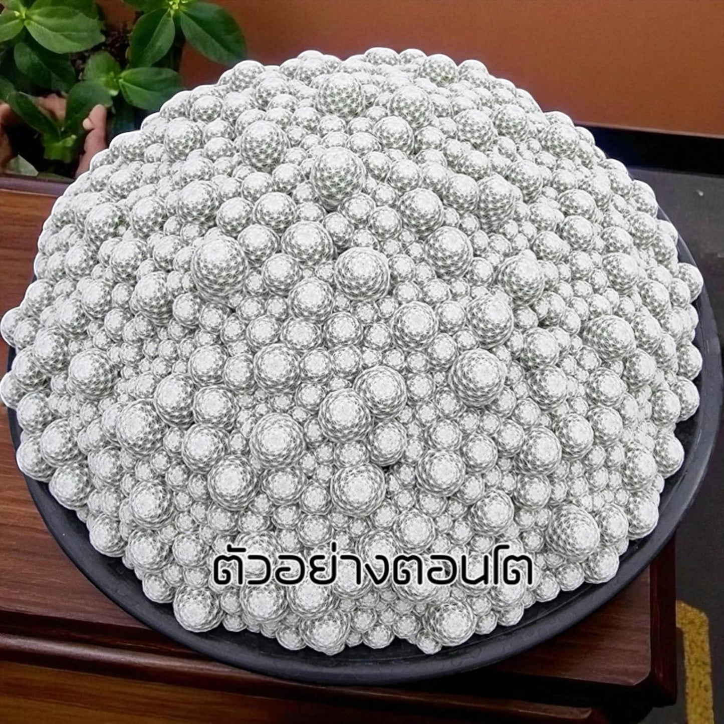 Golf Ball Cactus: Small Potted Indoor Succulent