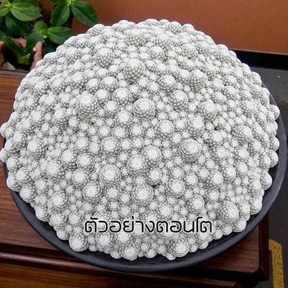 Golf Ball Cactus: Small Potted Indoor Succulent