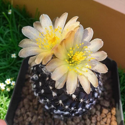 Monster Form Cactus: Unique Live Indoor Succulent - Easy Care
