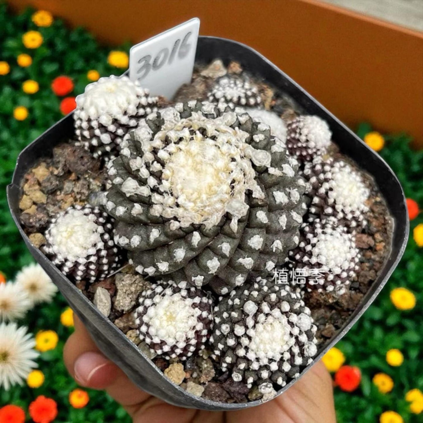 Monster Form Cactus: Unique Live Indoor Succulent - Easy Care