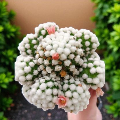 Alt Tag: fresh oruka shoots organic leafy greens - potted cactus with white fuzzy clusters and pink blooms, indoor plant gift
