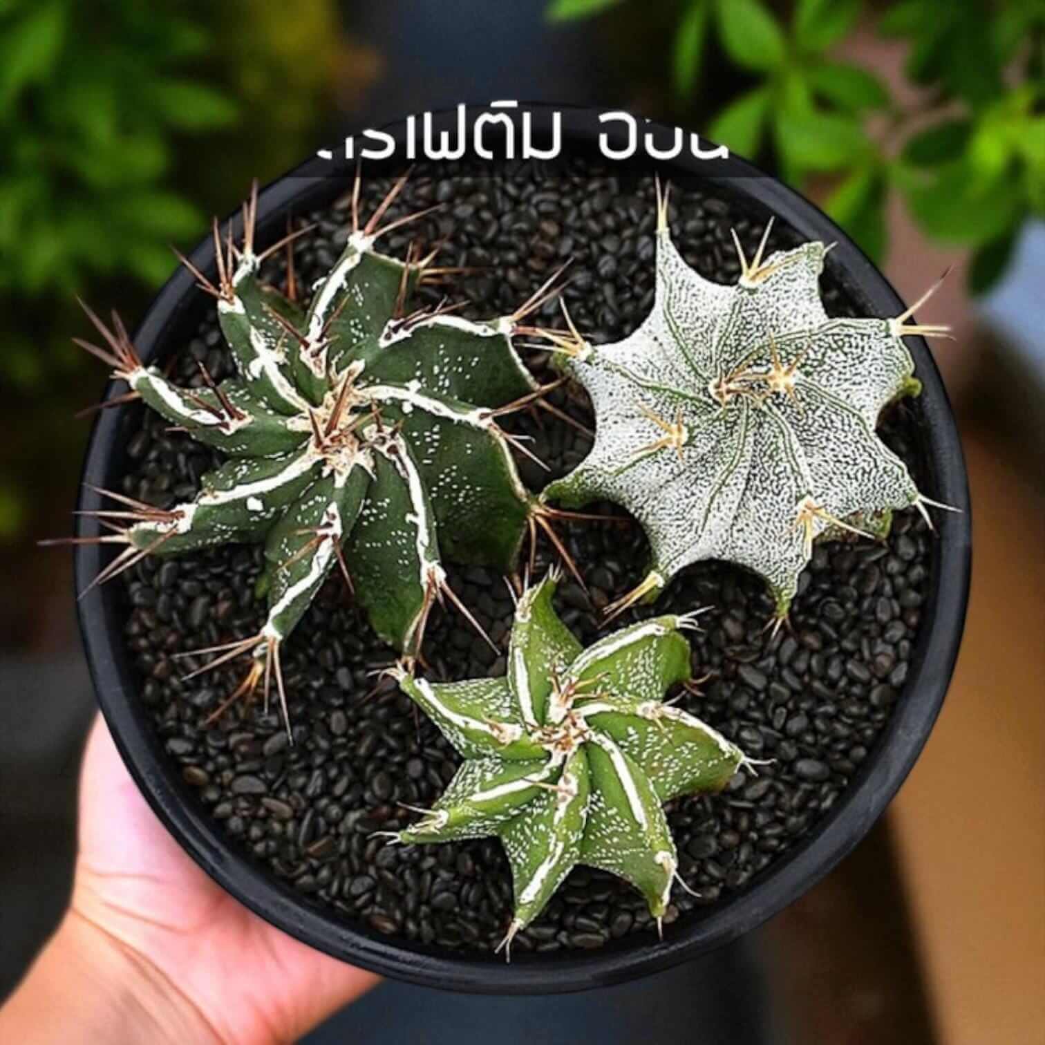 live Astrophytum ornatum cactus indoor plant in black pot, star-pattern spiky cactus live indoor ornamental plant