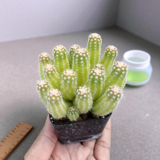 Alternate Angle of Echinopsis Staghorn Cactus, Live Indoor Succulent Plant, Easy Care Low Maintenance Houseplant, Gift for Plant Lovers, Home Office Decor, highlighting its cactus look and listing presentation
