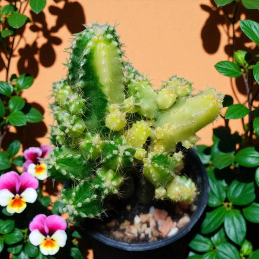 Alternate Angle of Set of 2 Variegated Angel Style Succulents, Colorful Indoor Cactus Plants, Easy Care Live Houseplant Duo for Home DecorGift for Plant Lovers, highlighting its cactus look and listing presentation