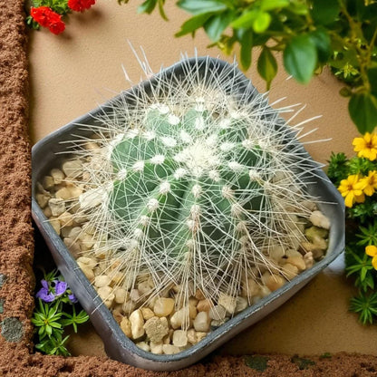 Silver Starfruit Succulent: Easy Care Indoor Plant