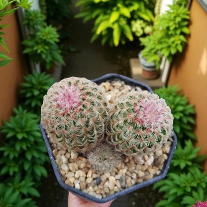 Rainbow Twins Succulent: Colorful Indoor Houseplant Gift