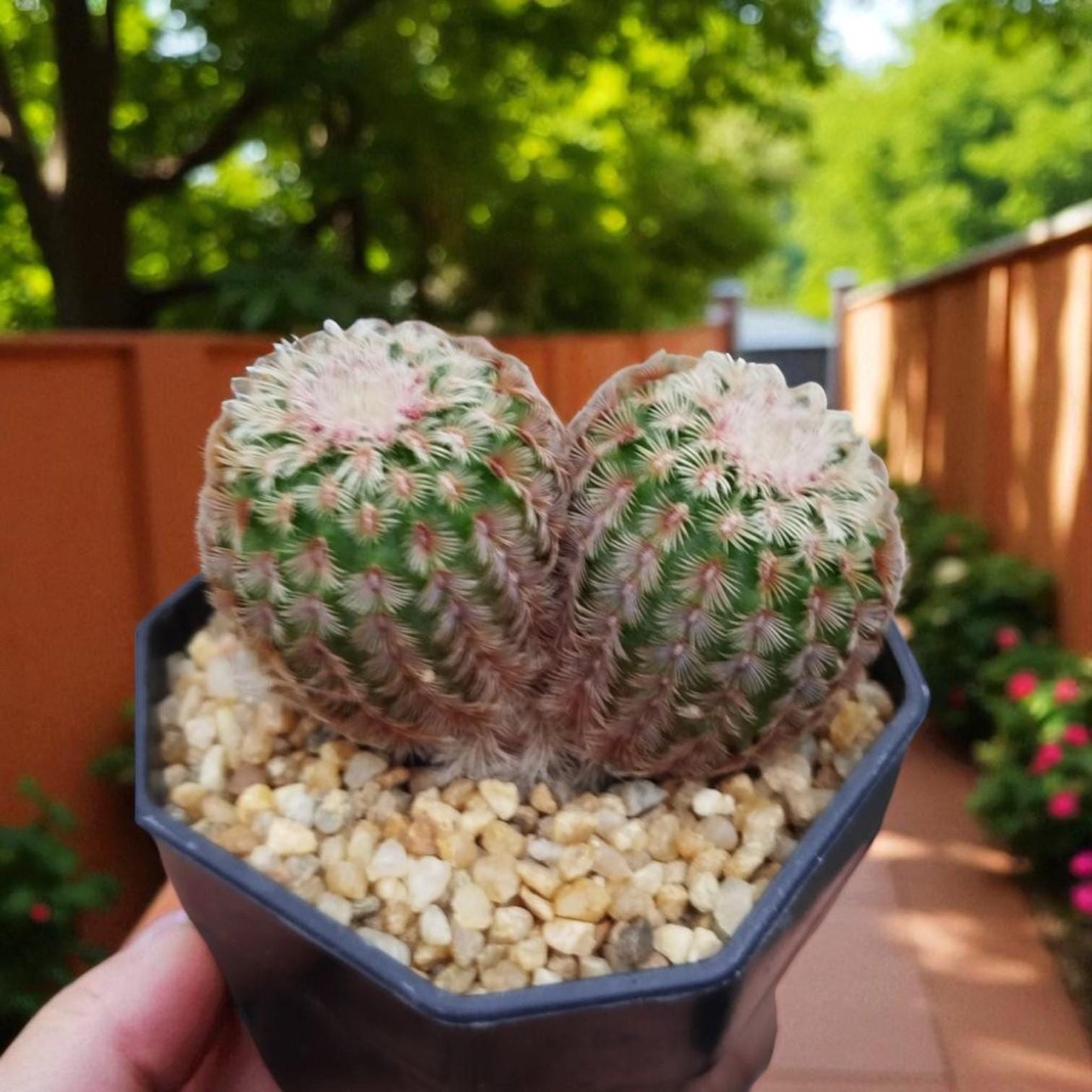 Rainbow Twins Succulent: Colorful Indoor Houseplant Gift
