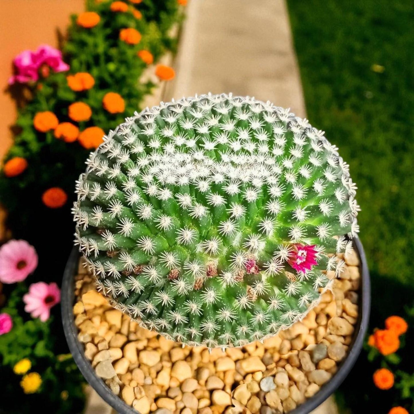 Close-up detail — Red Thorn Cactus Live Plant | Cacti Nest