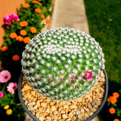 Close-up detail — Red Thorn Cactus Live Plant | Cacti Nest