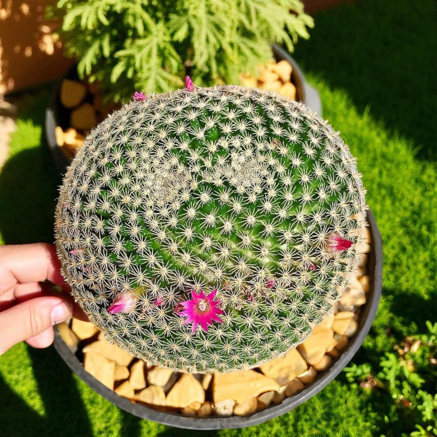 Styled display — Red Thorn Cactus Live Plant | Cacti Nest