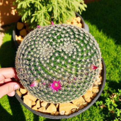 Styled display — Red Thorn Cactus Live Plant | Cacti Nest