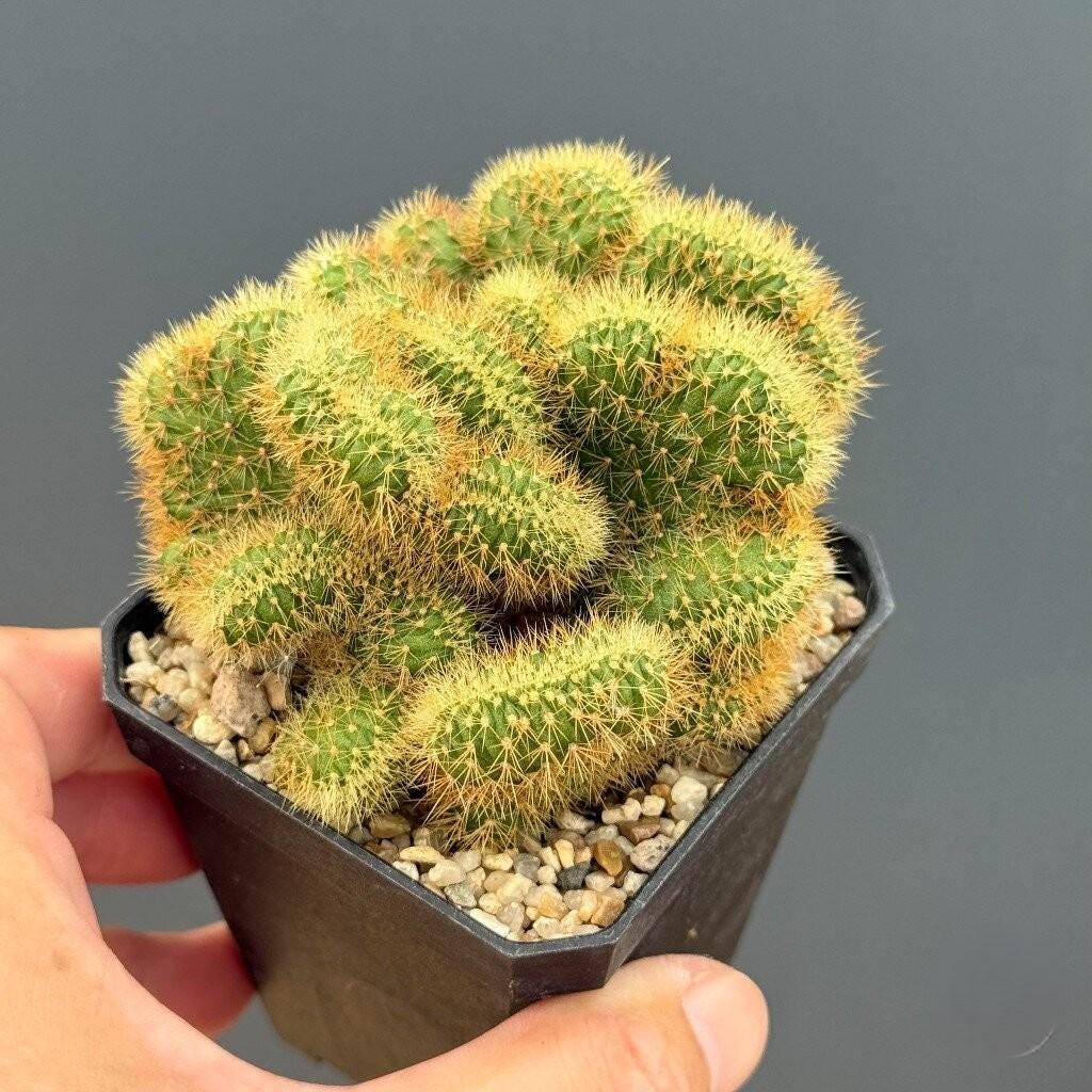 2 Pcs Yellow Squirrel Tail Cactus: Curly Crested Succulent