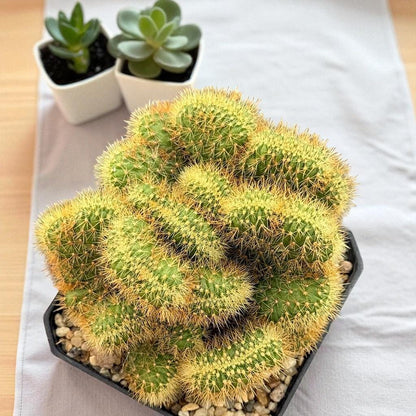 2 Pcs Yellow Squirrel Tail Cactus: Curly Crested Succulent