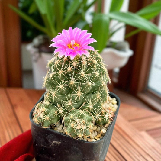 Main product photo of Christmas cactus live plant, Elephant Cactus Plant Set: Unique Mini Indoor Succulents, showing the primary view of the listing
