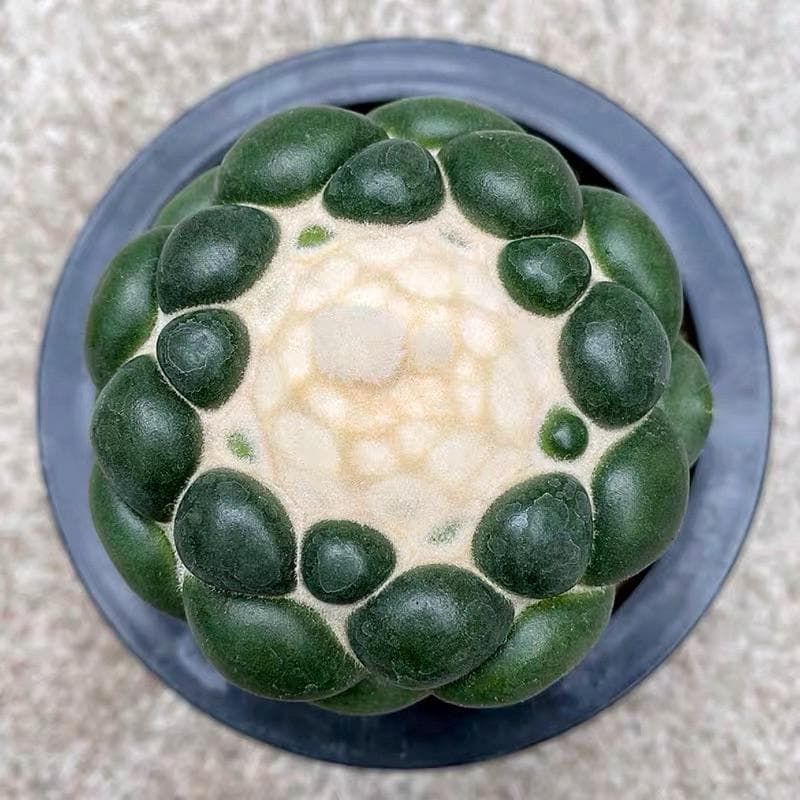 Alt Tag: thornless elephant cactus live plant in pot, top view of green succulent cactus for easy-care indoor desk or windowsill