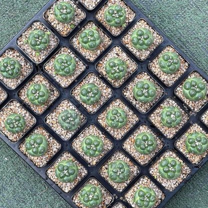 thornless elephant cactus live plant in nursery tray of potted desert succulents, easy care indoor plants ready for sunny windowsill