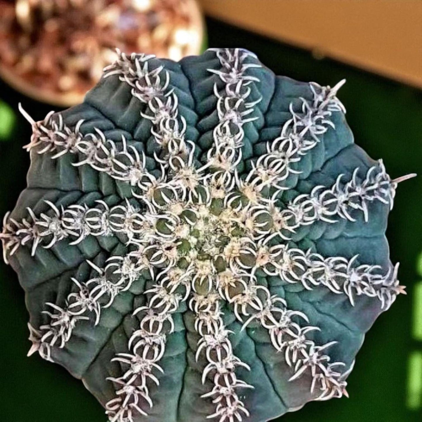 live spider cactus bare root close-up, easy care desert plant with spiral white spines, 3.5-5 cm bare root cactus