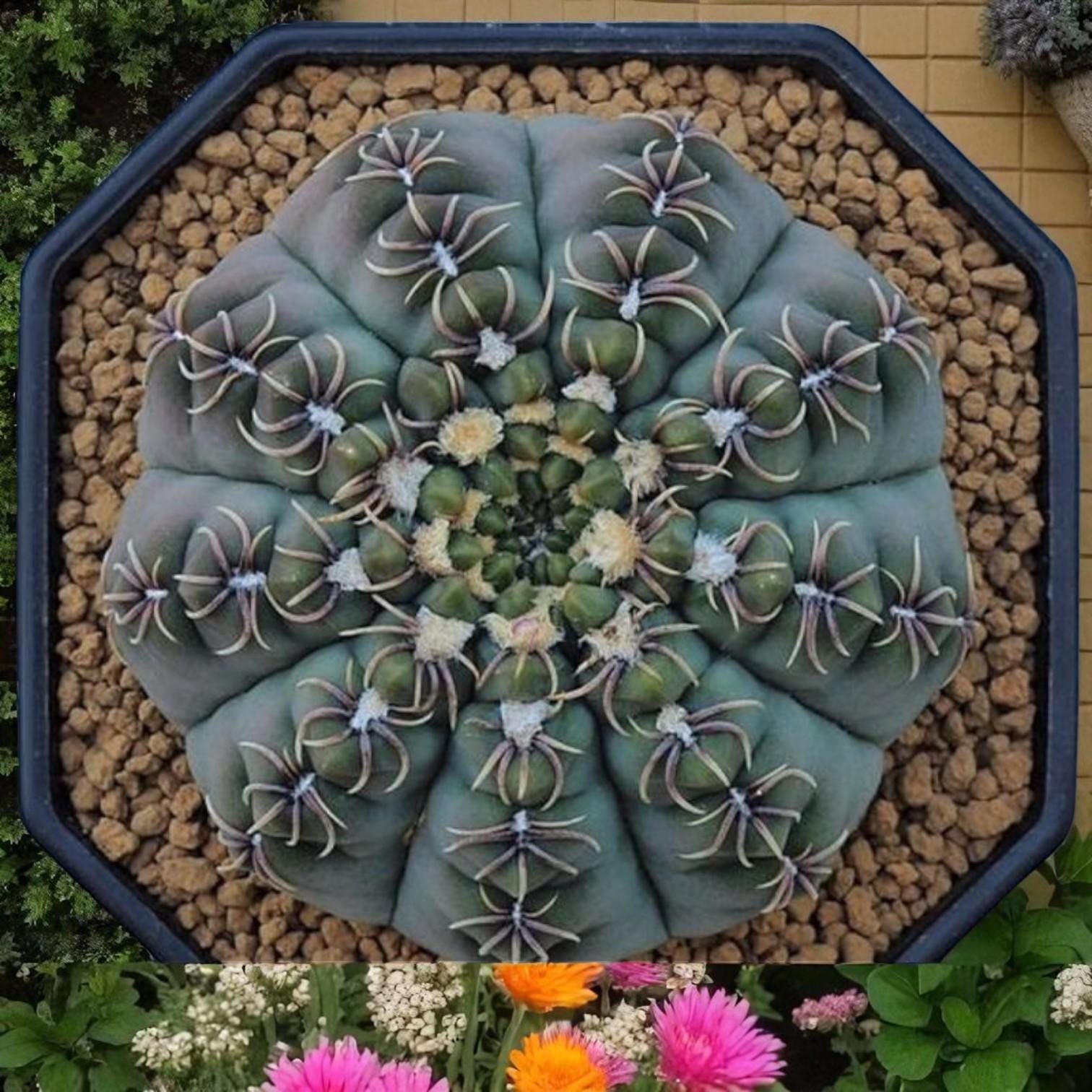 Alt Tag: live spider cactus bare root in pot, easy care desert cactus plant, 3.5-5 cm bare root