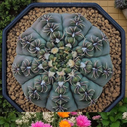 Alt Tag: live spider cactus bare root in pot, easy care desert cactus plant, 3.5-5 cm bare root