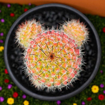 Alt Tag: Red Namaru Spider Cactus easy care desk plant in black pot, colorful red-green cactus top view for home office decor